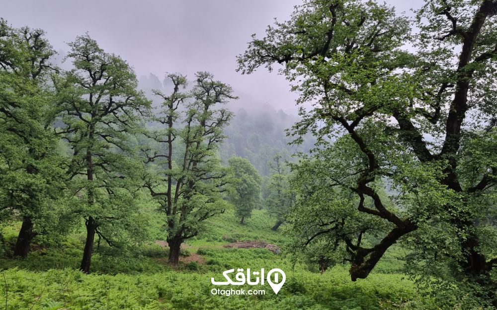 مه، طبیعت زیبای سوئه چاله را در آغوش کشیده است.