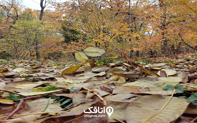 برگ جهان