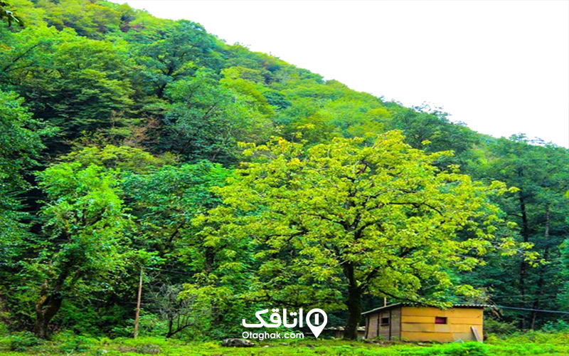 جنگل سرپوش تنگه کجاست