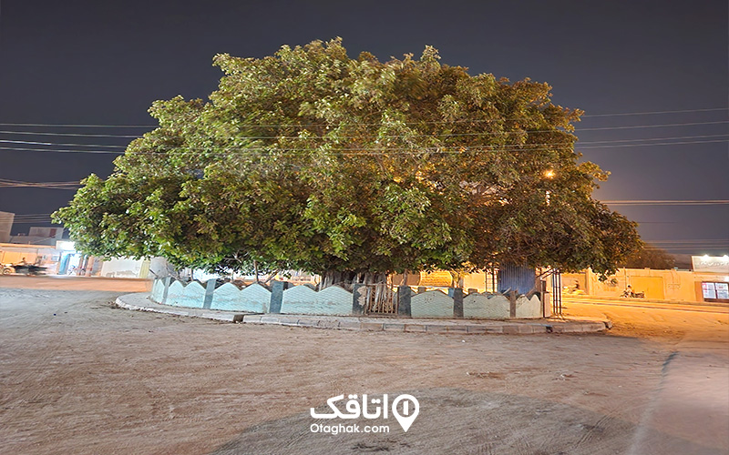 درخت انجیر معابد
