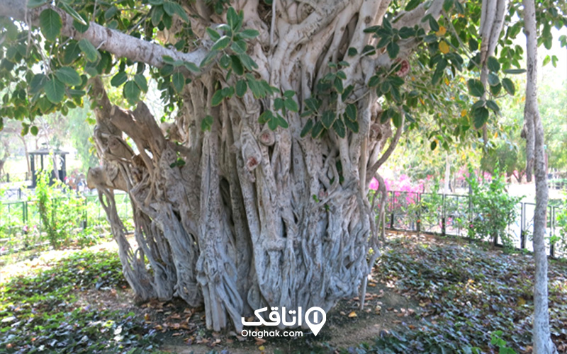 درخت انجیر معابد
