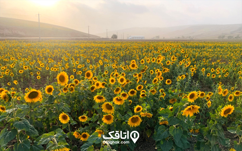 دشت گل شقایق