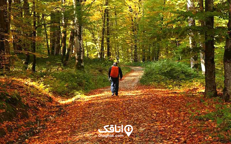 مسیر جنگل راش