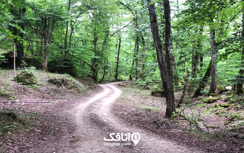 مسیر دسترسی به جنگل سرپوش تنگه