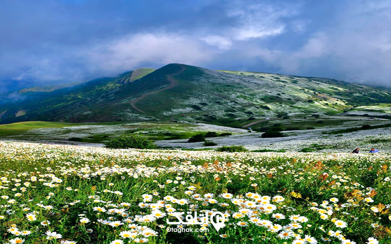 مسیر دشت گل بابونه