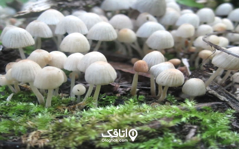 پوشش گیاهی جنگل سرپوش تنگه