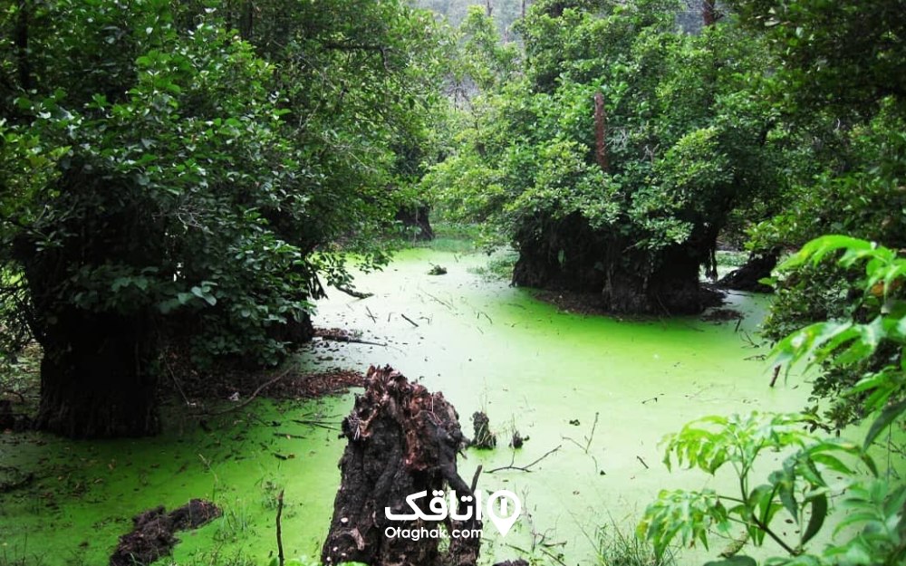 بررسی نکات مهم در سفر به تالاب عینک رشت