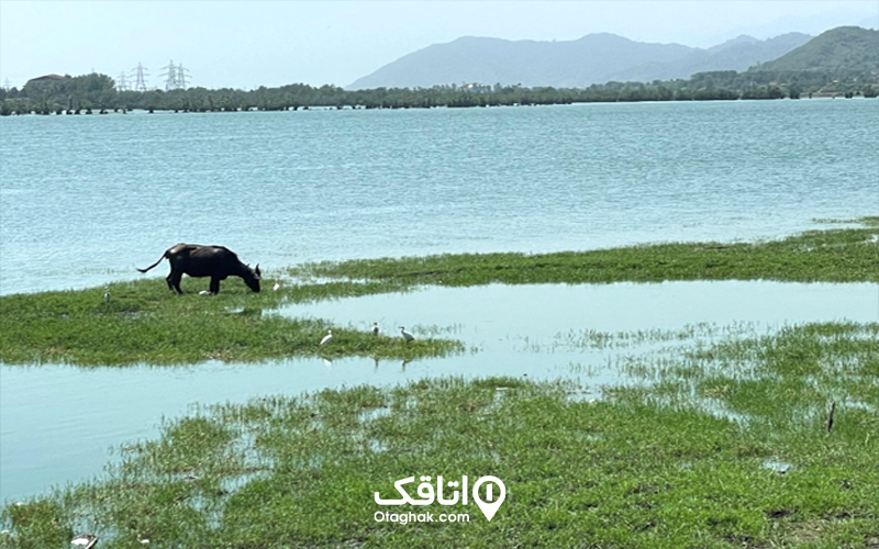 آبوهوای تالاب استیل