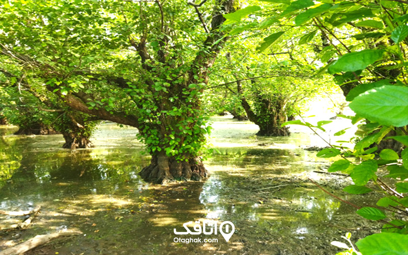تالاب استیل کجاست