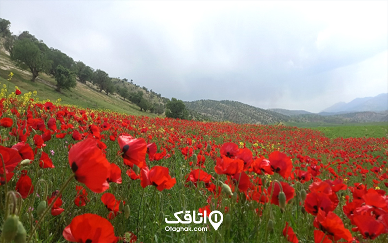 دشت شقایق چاویز