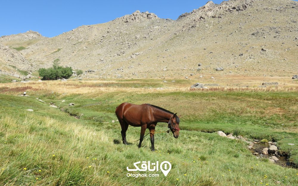 نمایی از اسبی که در دشت میشان در حال چرا است.