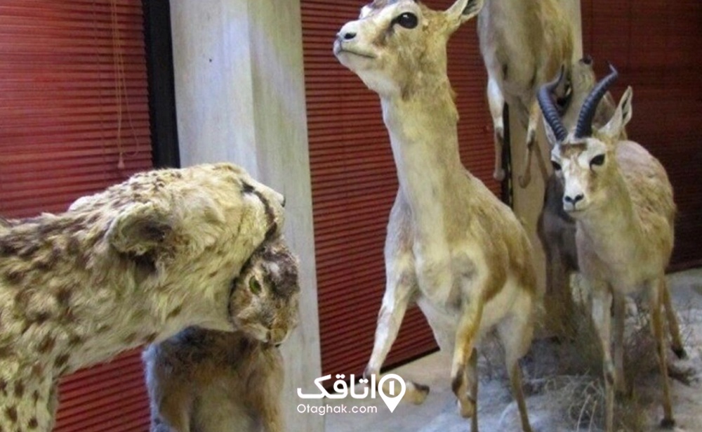 موزه حیات وحش دارآباد