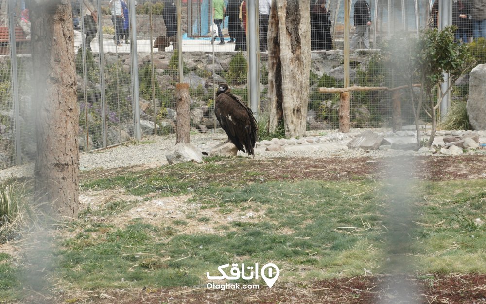 مراحل بازدید از زیباترین باغ پرندگان تهران و ایران