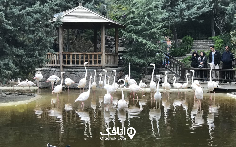باغ پرندگان تهران با دو فاز آبچر و دشتچر میزبان پرندگان و بازدیدکنندگان است.