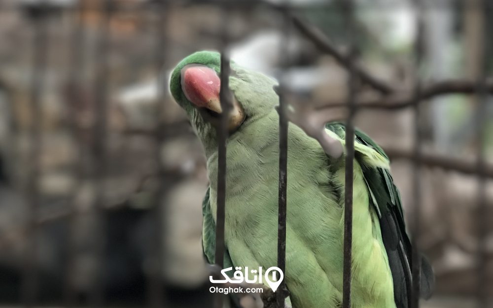 طوطی‌سخنگو ولی گاهی کم‌حرف باغ پرندگان تهران