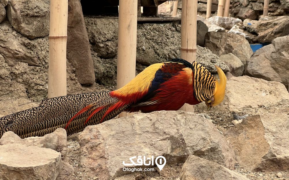 پرنده‌های زیبای باغ پرندگان تهران