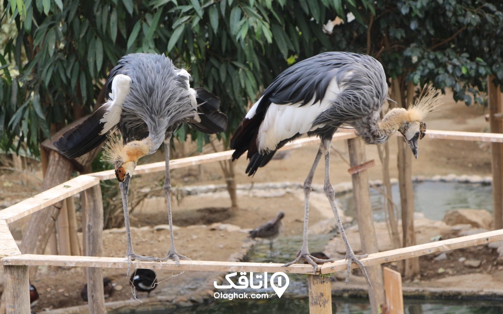 به جز پرنده‌های شکاری و بیمار، می‌توانید پرنده‌های دیگر را با هماهنگی دامپزشک به باغ پرندگان تهران اهدا کنید.
