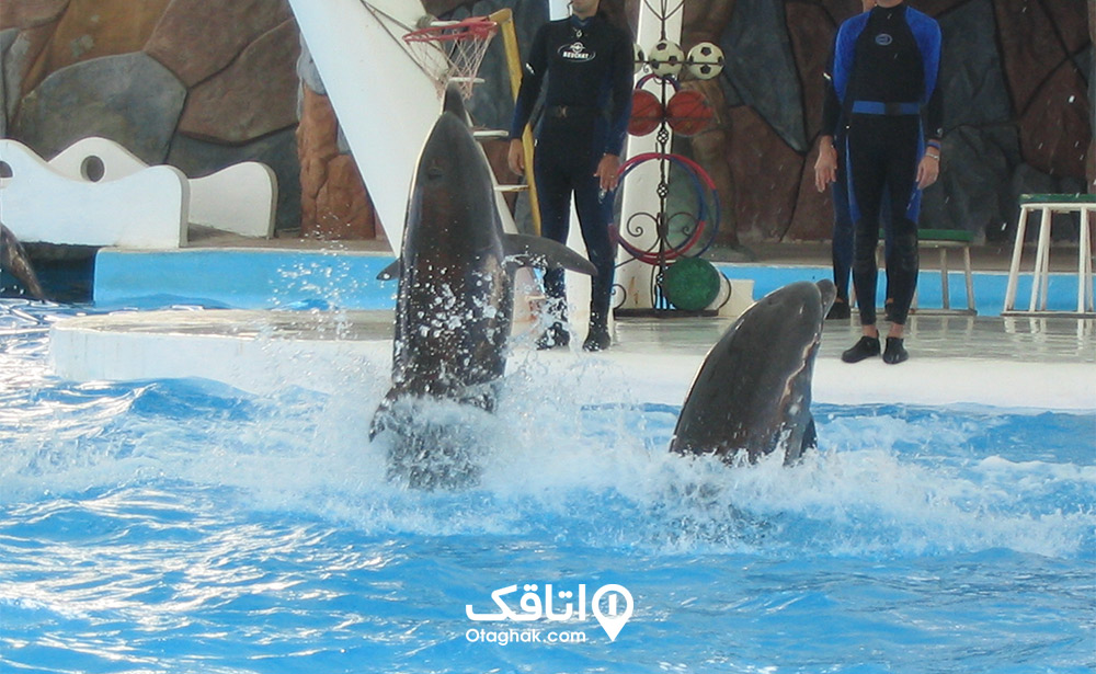 پارک دلفین‌ها، لذت معاشرت با این موجودات مهربان