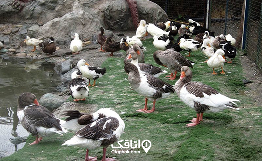 باغ وحش پردیسان