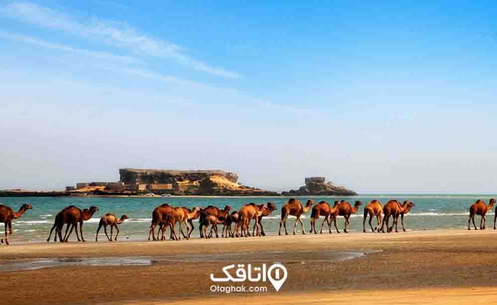 جزایر ناز