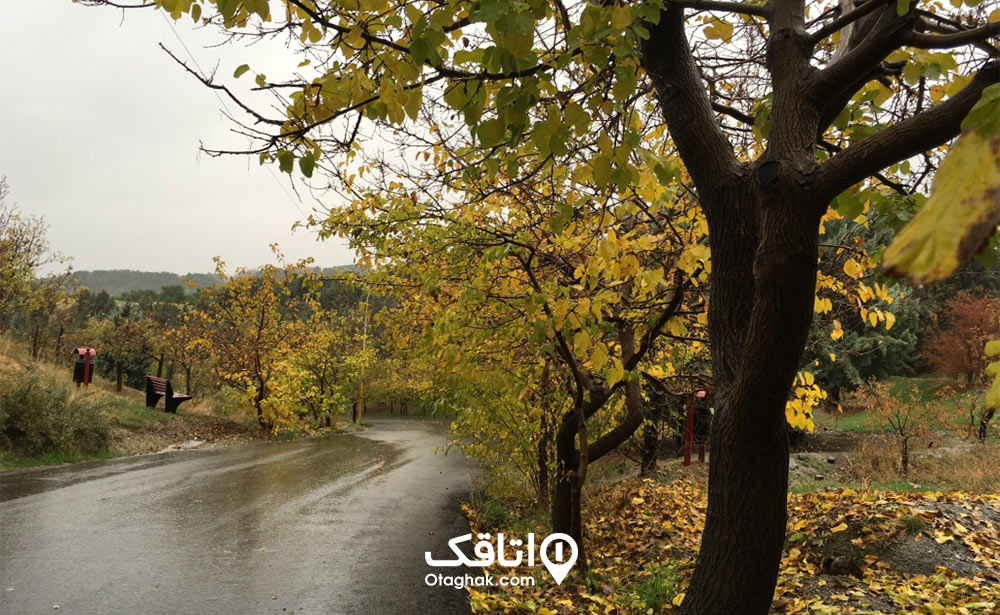 عکاسی از طبیعت زیبای پارک جنگلی لویزان