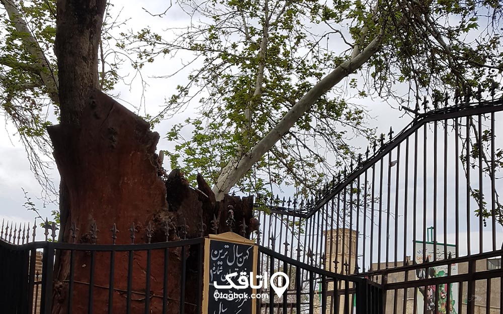 چنار قدیمی تهران 900 سال سن دارد.