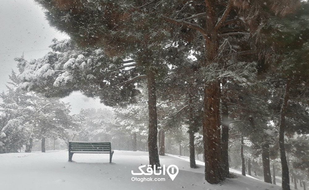 پیاده روی در پارک جنگلی لویزان
