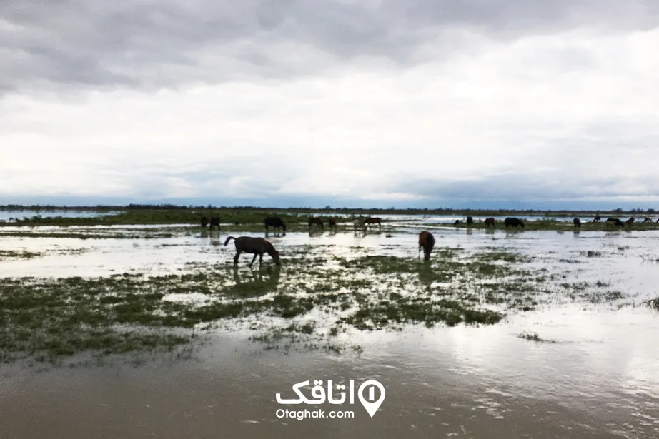آشنایی با معروفترین جاهای دیدنی گیلان در زمستان