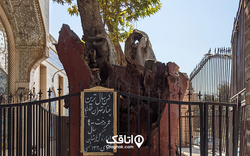 قدیمی ترین چنار تهران در کنار درب ورودی بانوان امامزاده یحیی قرار دارد.