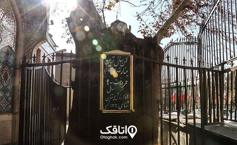 چنار ۹۰۰ ساله، کهنسال‌ترین شهروند تهران