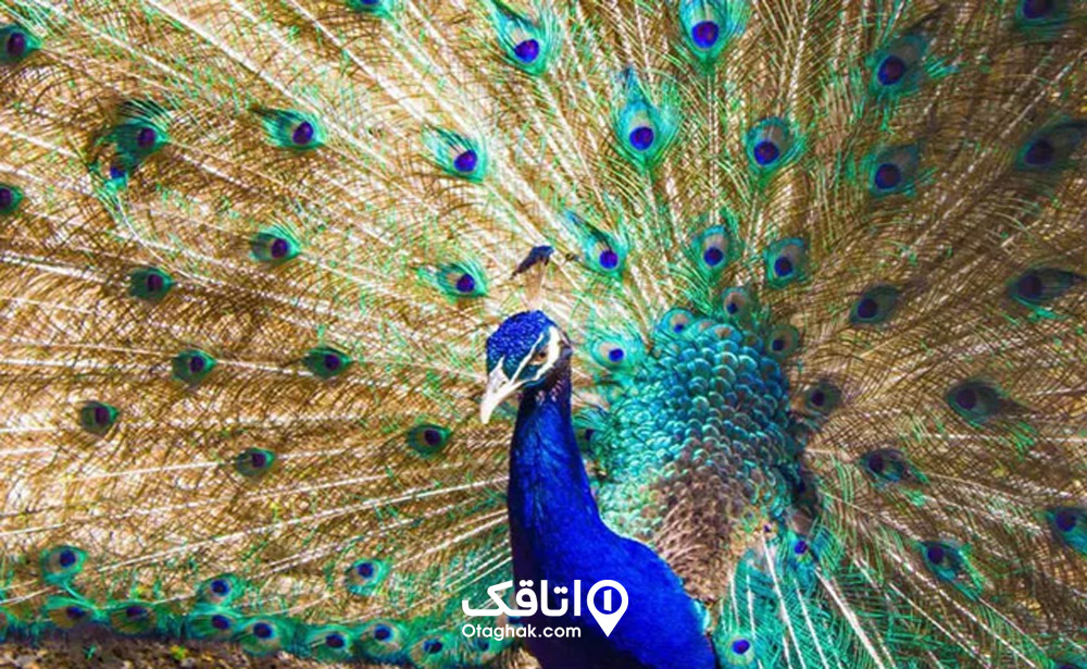 باغ پرندگان
