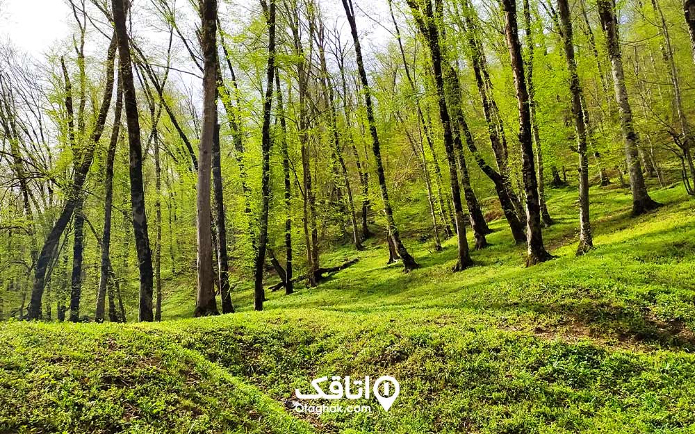 جنگلهای روستای زیارت