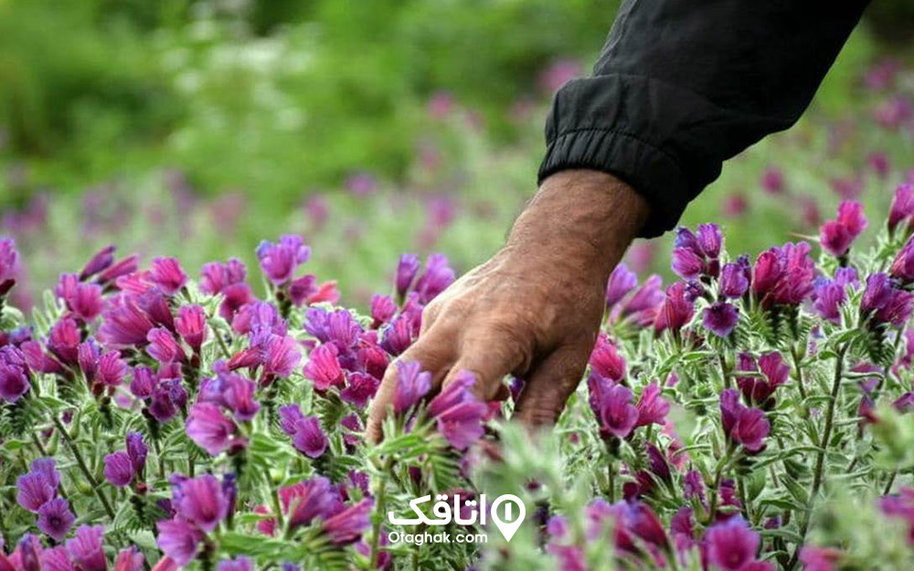 سوغاتی شهرکرد گیاهان دارویی