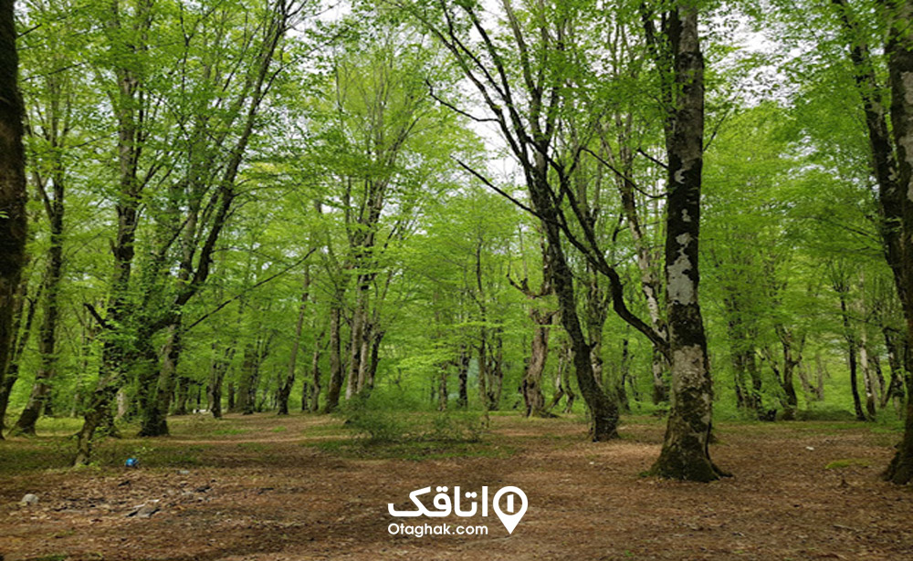 پارک جنگلی باغو