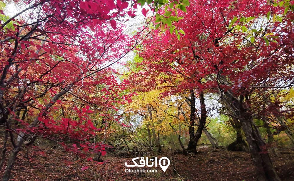 کوه آچو کیاسر