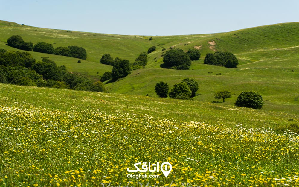 ییلاق داماش