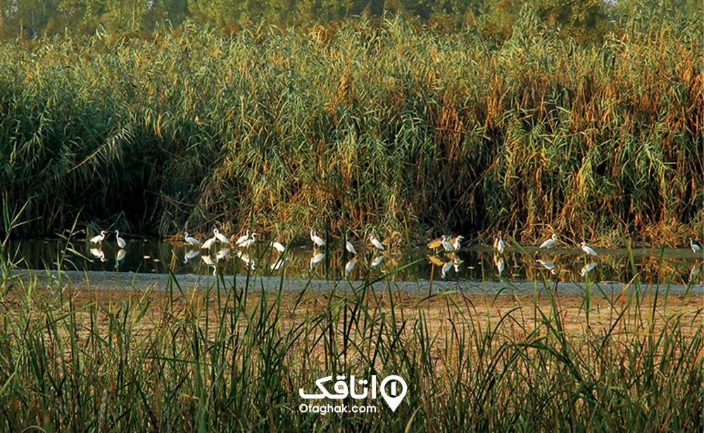 مرداب جکتاج خشکبیجار