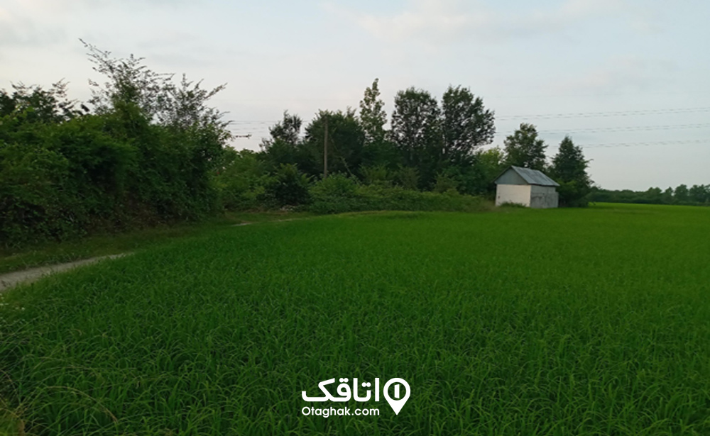 تاریخچه شفت