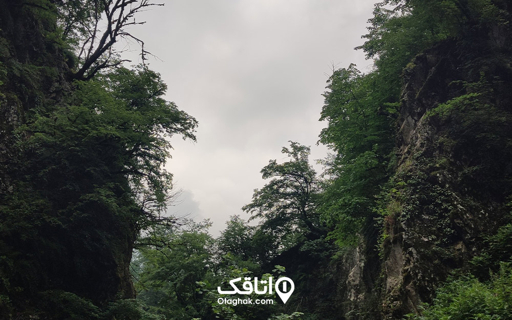 جنگلهای روستای زیارت