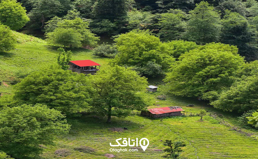 شفت کجاست
