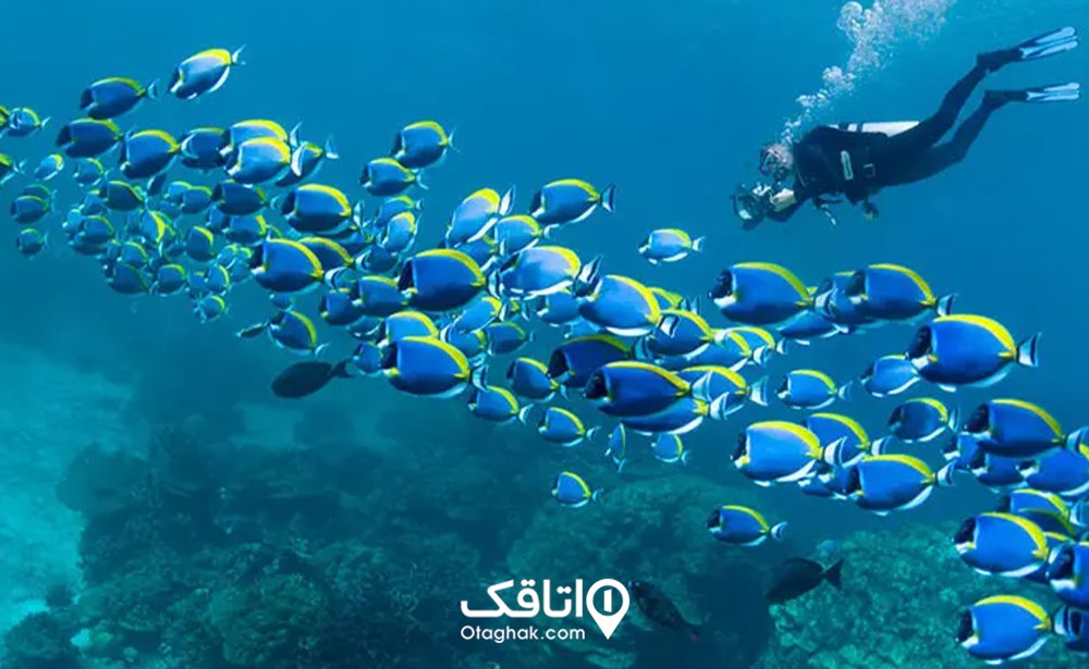 غواصی در قشم