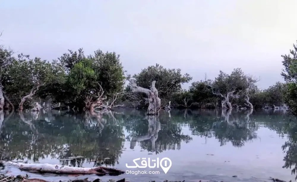جنگل حرا