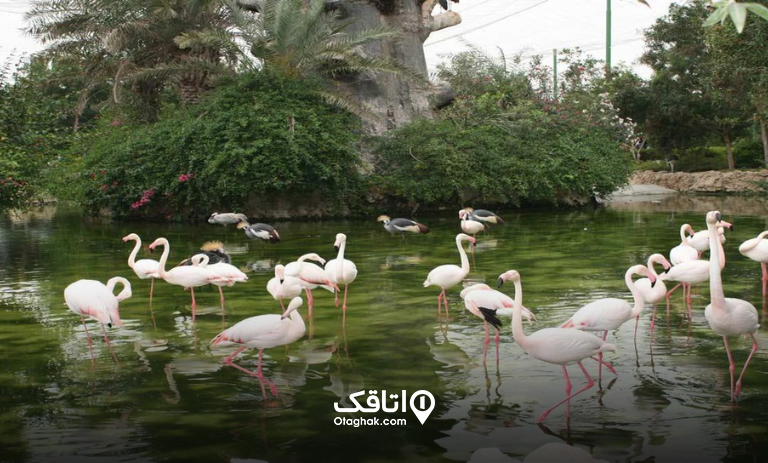 باغ پرندگان کیش