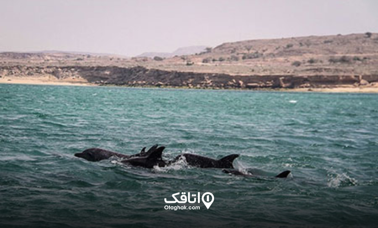جزیره ام الکرم