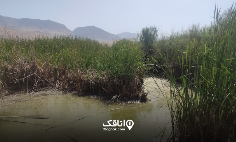 تالاب بیشه دالان