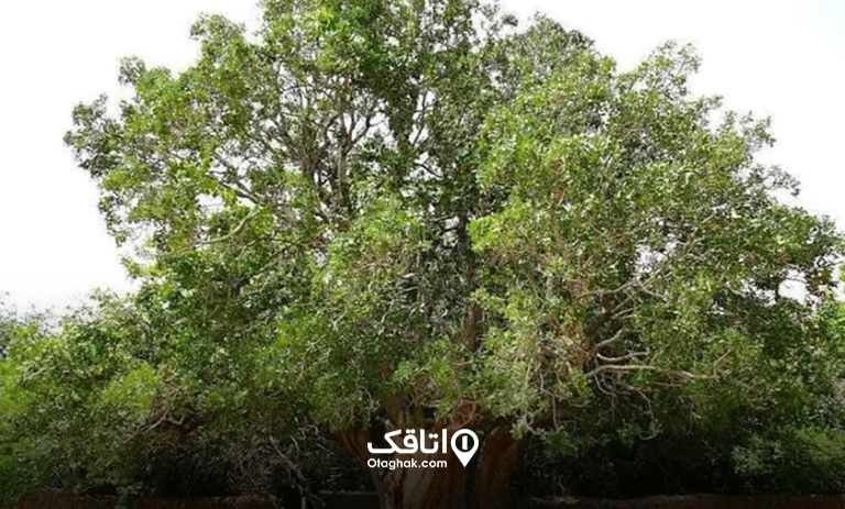 درخت بنه کهنسال رفسنجان