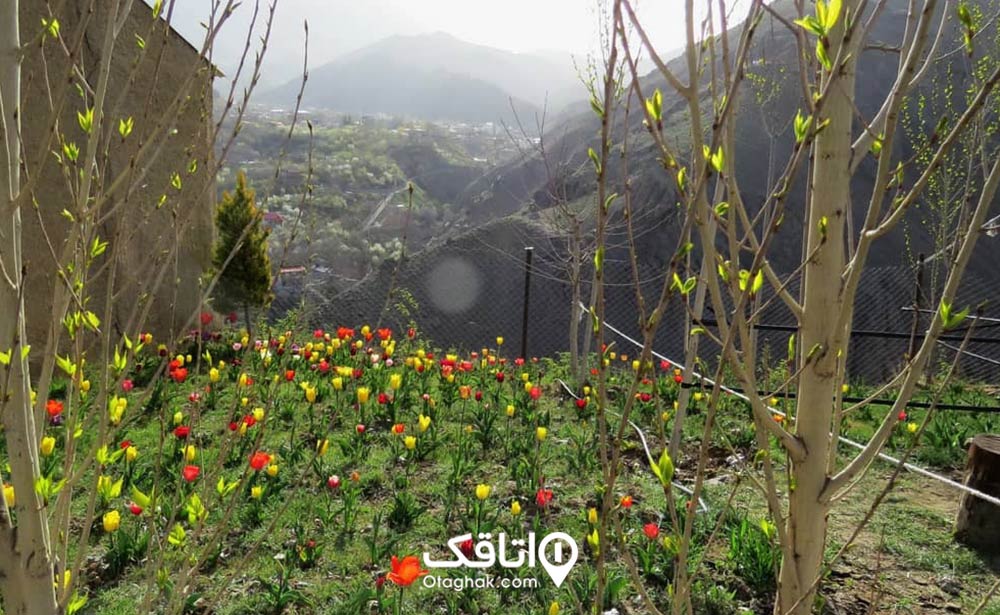 پوشش گیاهی روستای وردیج