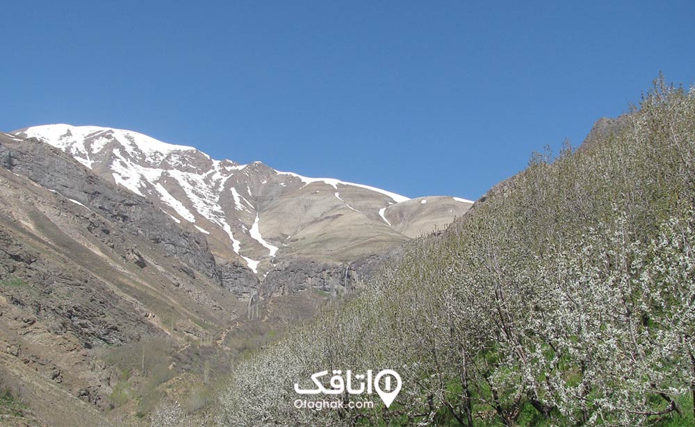 پوشش گیاهی روستای وردیج