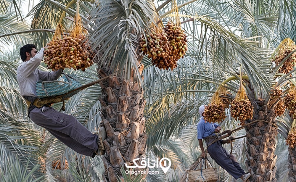 جشنواره خرما