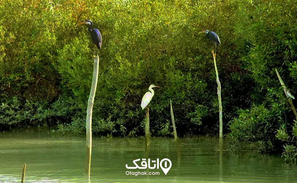 زیستبوم جنگلهای حرا